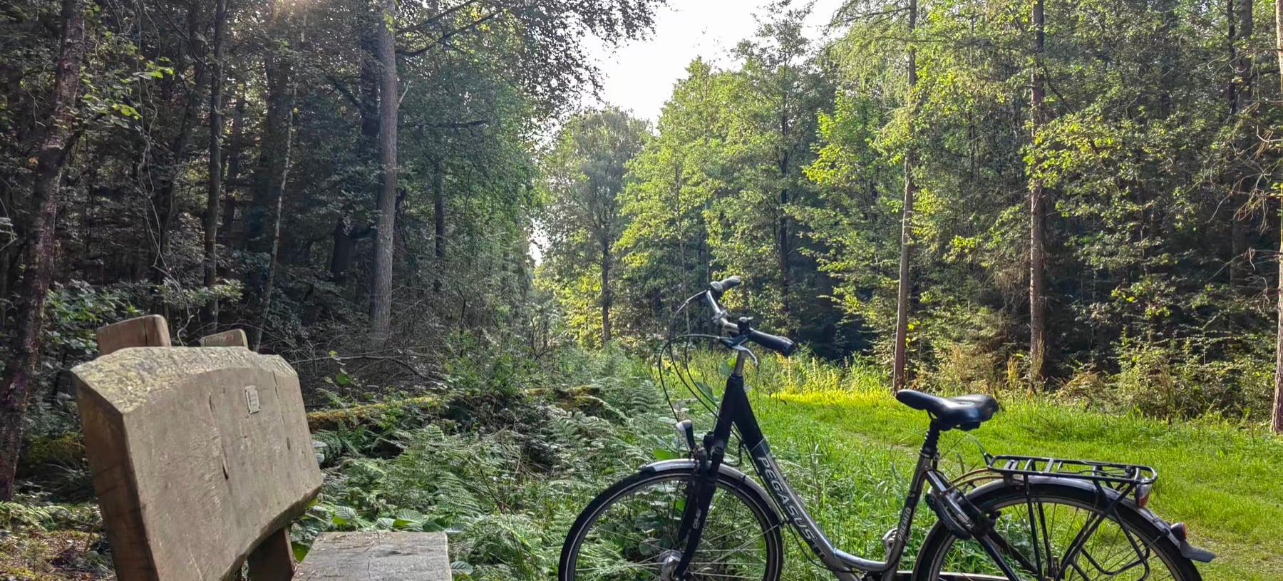 Neuenburger Urwald, Lower Saxony — one of Germany's oldest primeval forests