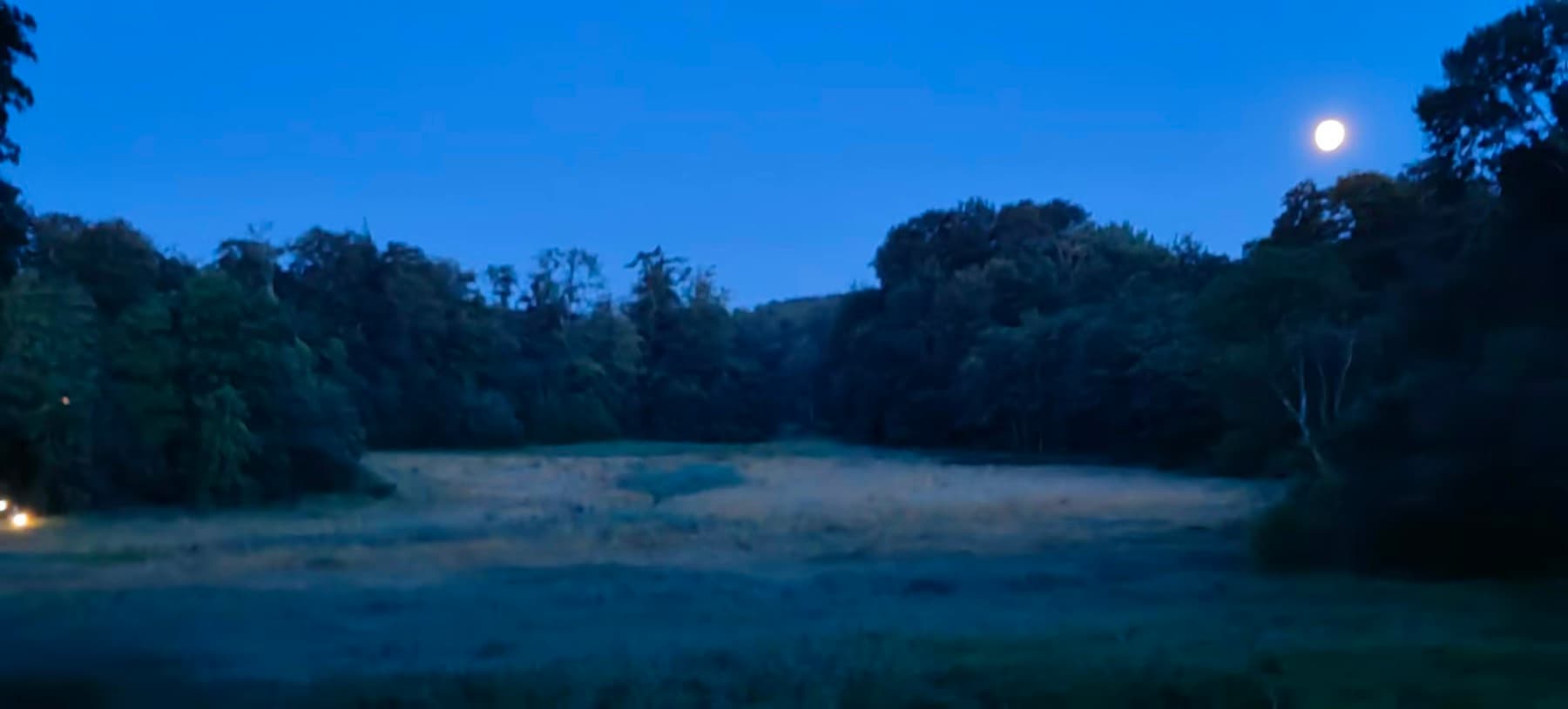 Forest photo 6