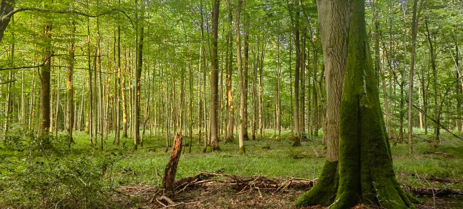 New growth and ancient decay, side by side. Some trees rot underground while the forest keeps renewing