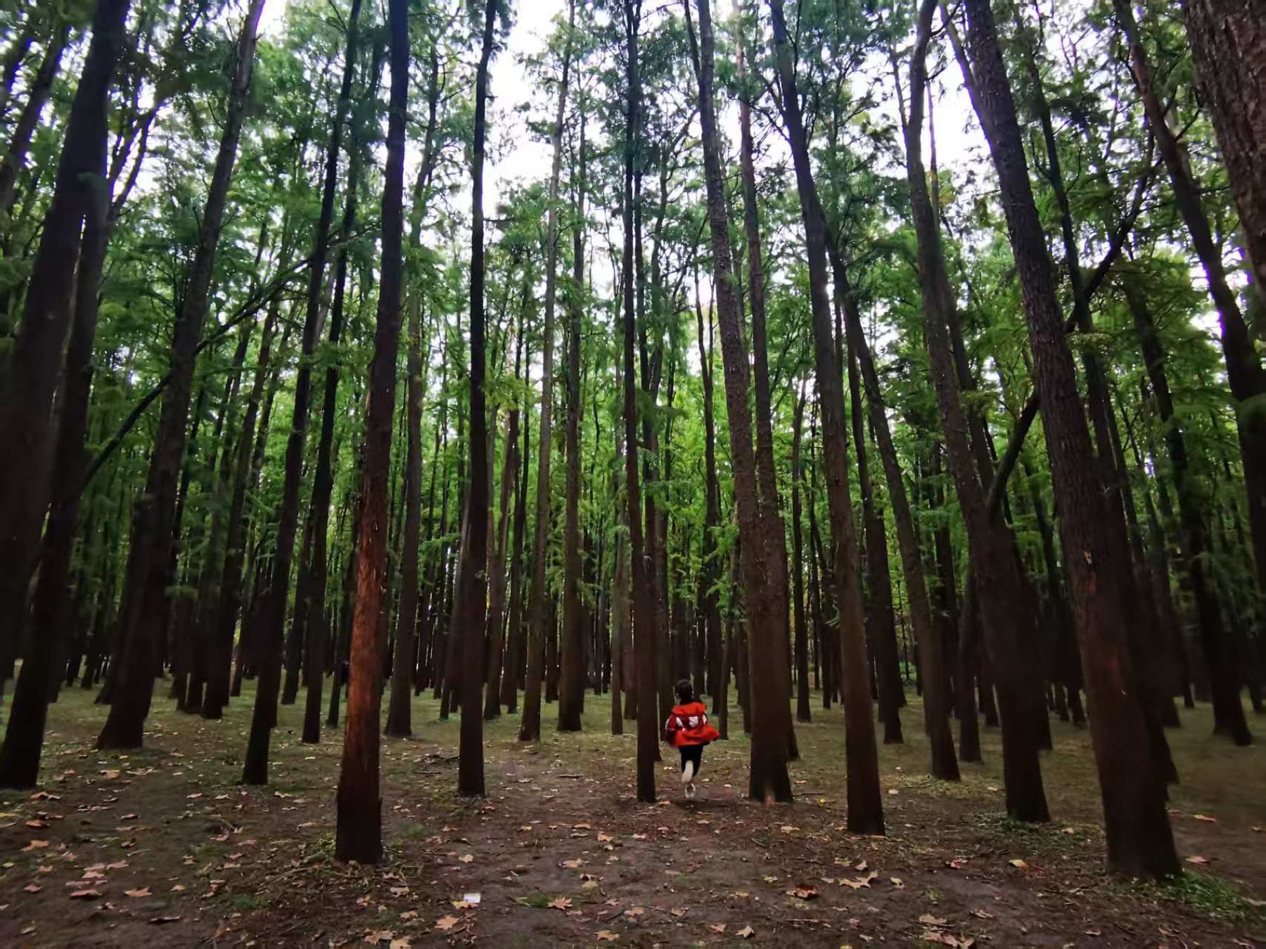 Forest photo 4