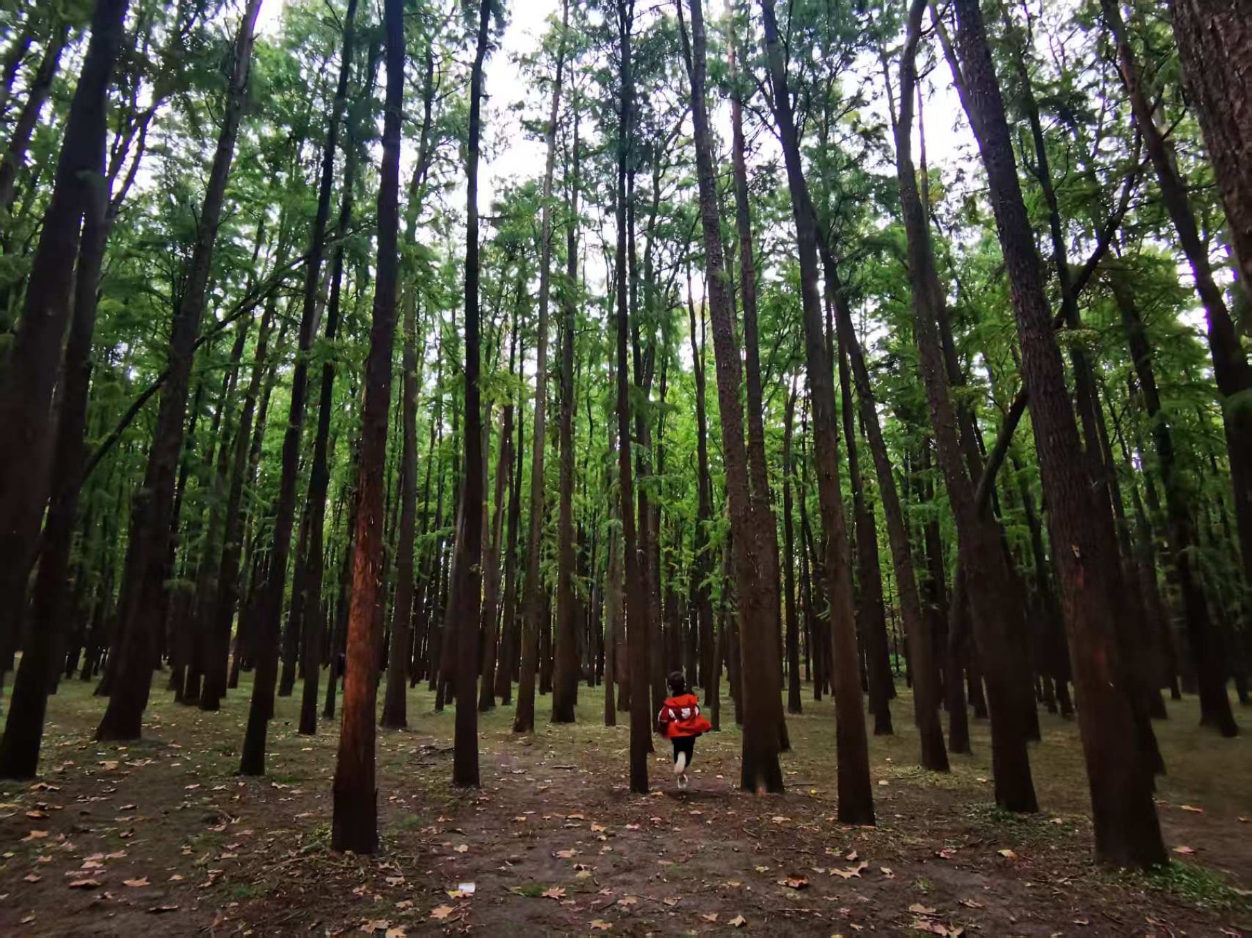 Gongqing Forest Park, Yangpu District, Shanghai